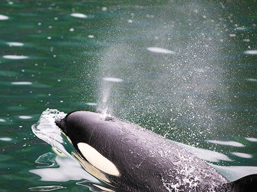 Seward Orca Whale Watching Cruise Excursion