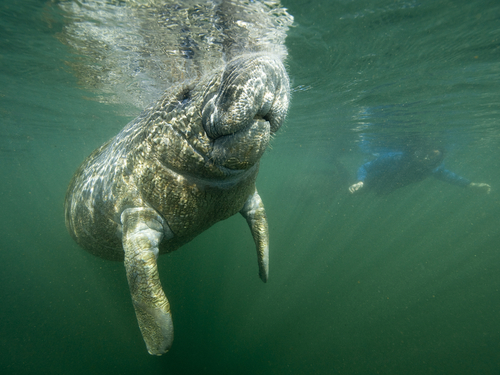 Belize Belize City mangroves Boat Cruise Excursion Cost