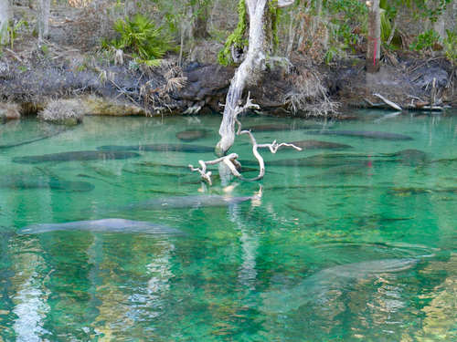 Belize Belize City manatee Boat Excursion Booking