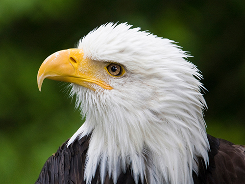 Sitka Raptor Center Walking Trip Booking