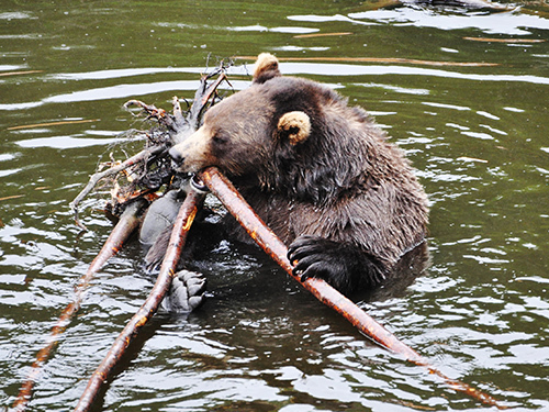 Sitka Silver Bay Trip Cost