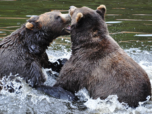 Sitka otter Cruise Excursion Tickets