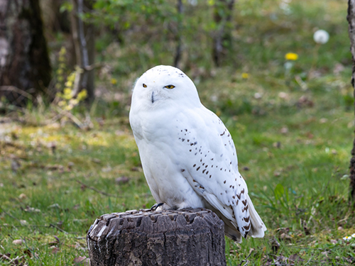 Sitka National Park Sightseeing Excursion Reservations