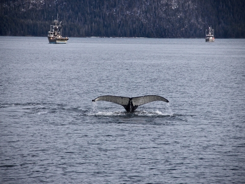 Sitka Alaska / USA Whale Tour Reviews