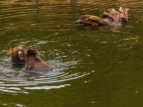 Sitka Private Bears, Raptors and Totem Excursion Tour Reservations