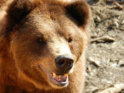 Sitka Private Scenic Sightseeing and Fortress of the Bear Excursion