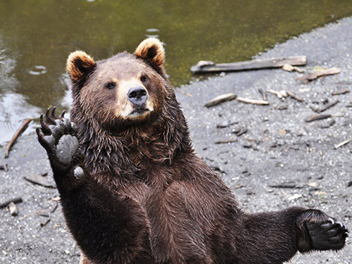 Sitka Private Scenic Sightseeing and Fortress of the Bear Excursion