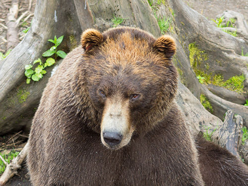 Sitka Private Scenic Sightseeing and Fortress of the Bear Excursion