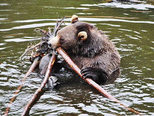 Sitka Private Scenic Sightseeing and Fortress of the Bear Excursion