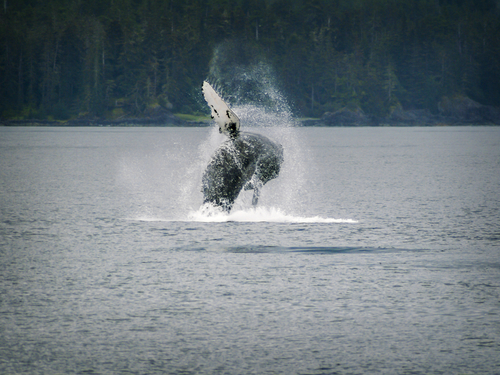 Sitka Seal Sightseeing Trip Reservations