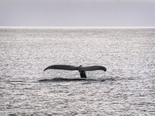 Sitka Otter Shore Excursion Tickets