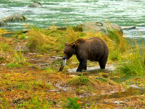 Skagway State Park kayak Excursion Tickets