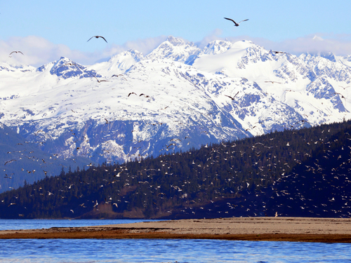 Skagway Alaska Haines kayak Shore Excursion Booking