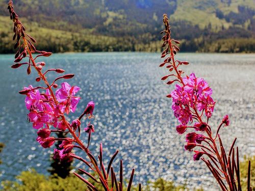 Skagway Alaska Half Day Cruise Excursion Booking