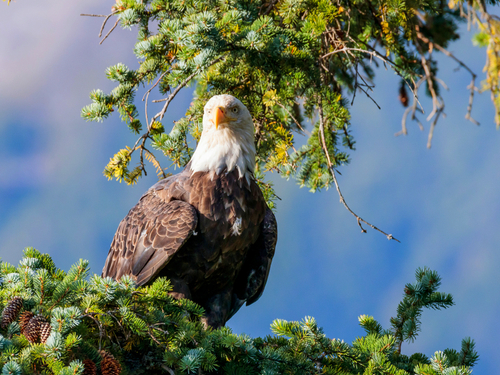 Skagway Alaska nature sightseeing