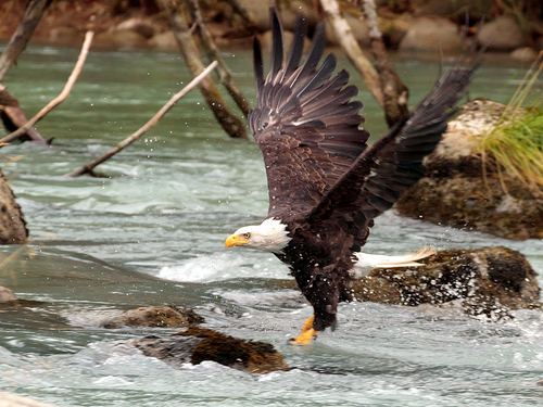 Skagway chilkoot Lake  kayak Cruise Excursion Prices