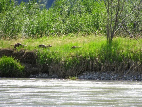 Skagway  Alaska River Floating Excursion Cost