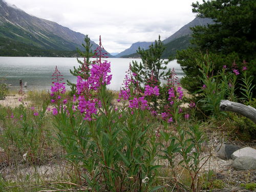 Skagway Chilkoot lake Tour Prices