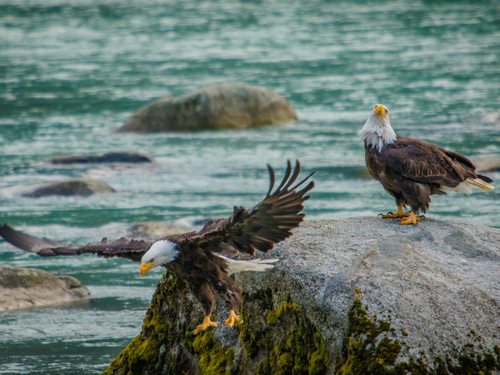 Skagway Nakhu Bay Walking Trip Reservations