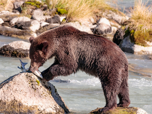 Skagway Alaska / USA Nakhu Bay Sightseeing Cruise Excursion Tickets