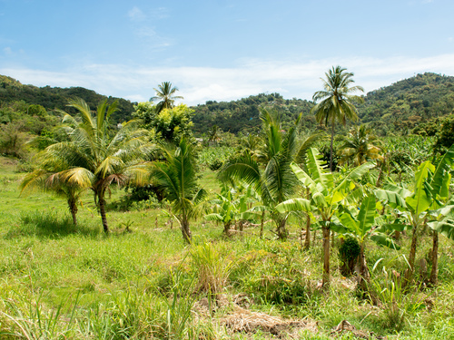 St. Lucia (Castries)  West Indies caribelle batik Tour Reviews