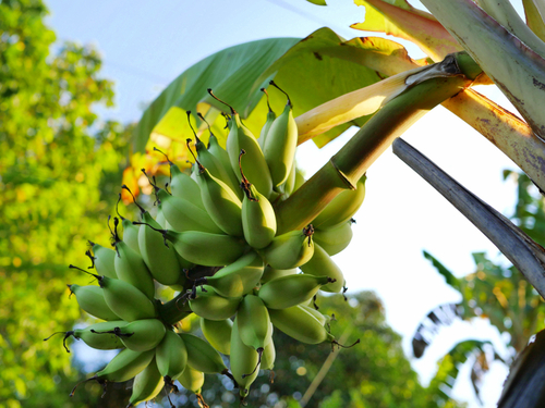 St. Lucia (Castries) caribelle batik Shore Excursion Reservations