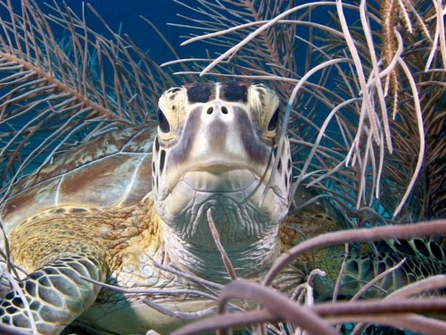 St Maarten discover scuba dive Tour