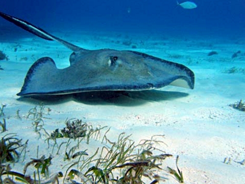 Grand Cayman stingray city Cost