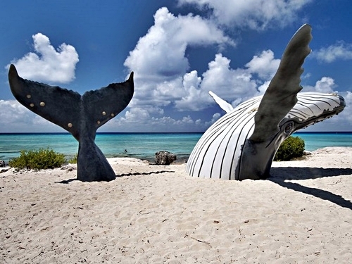 Grand Turk humpback whale Trip Cost