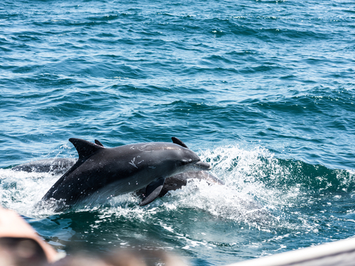 Tampa wild dolphins Shore Excursion Tickets