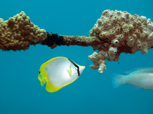 Roatan  Honduras shipwreck Shore Excursion Cost