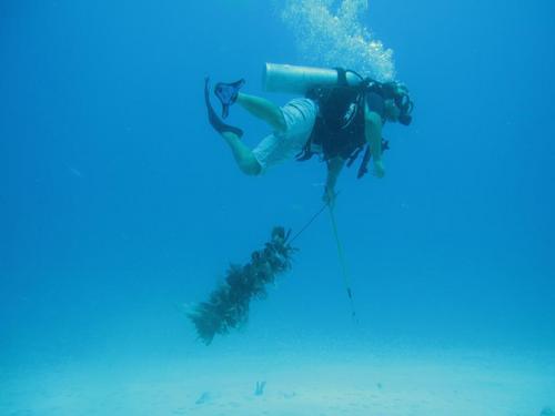 Costa Maya SCUBA dive spearfishing Cruise Excursion