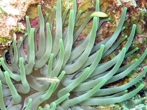 Cozumel  Mexico glass bottom boat Tour