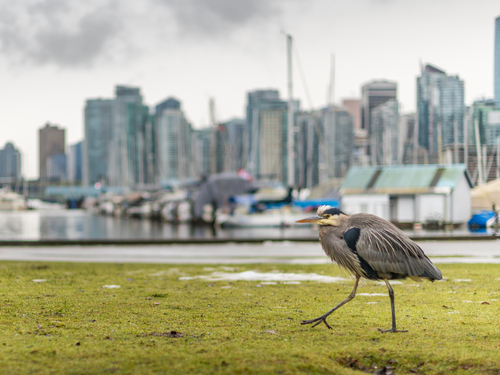 Vancouver  British Columbia Granville Island Tour Booking