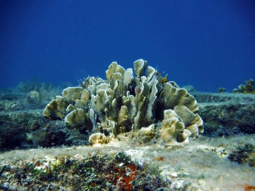 Barbados  West Indies (Bridgetown) snorkel from boat Trip