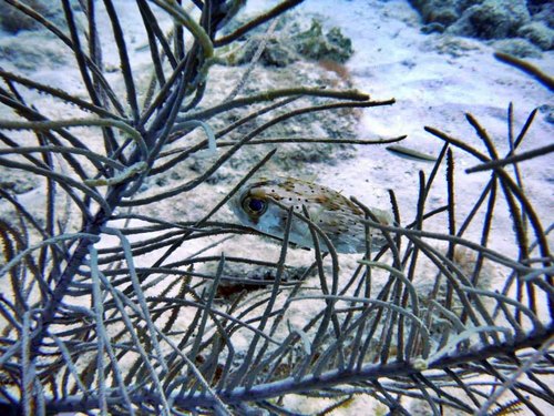 Barbados  West Indies (Bridgetown) shipwreck snorkel Tour