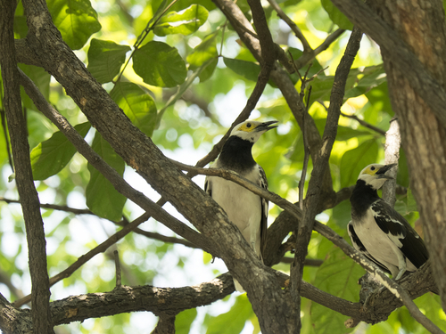 Belize  Belize City wildlife Excursion