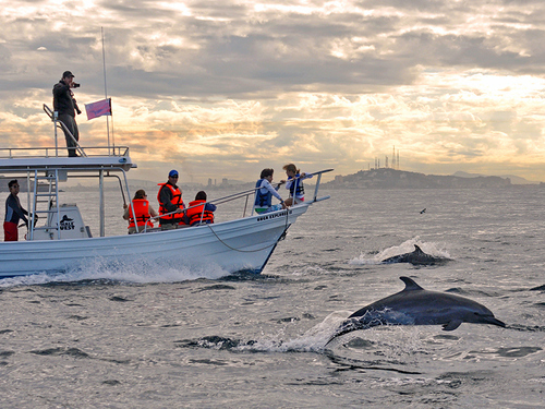 Mazatlan Mexico swim with dolphins Trip Tickets