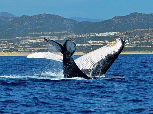 Cabo San Lucas  Mexico sea lions Reviews