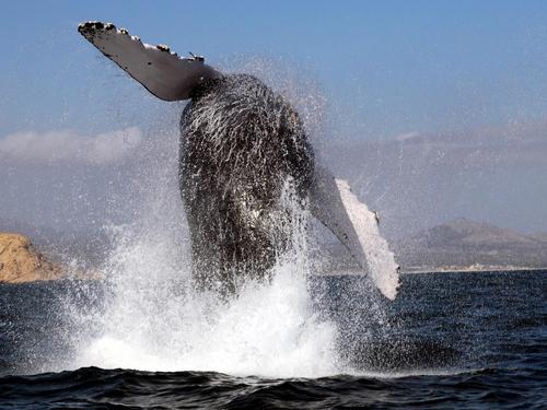 Cabo San Lucas the famous Arch Excursion