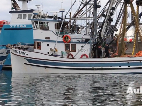 Juneau whale sightseeing Tour Reviews