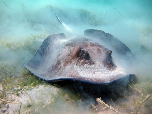 St. Thomas snorkel Excursion Prices