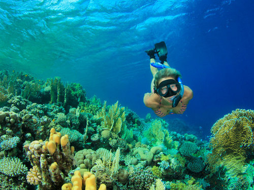 Cabo San Lucas variety of marine life Cost